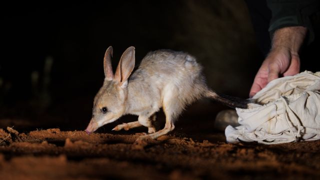 dollar-handle image 2